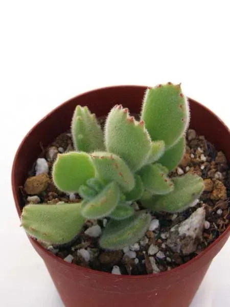 多肉植物 熊の手 驚くほど簡単！初心者も安心の育て方徹底ガイド